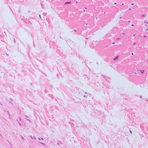 Микроскоп биологический цифровой MAGUS Bio D250TL LCD,  30