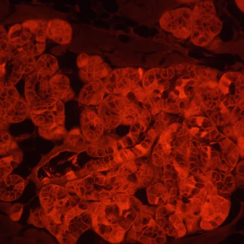 Микроскоп люминесцентный инвертированный цифровой MAGUS Lum VD500L LCD,  24