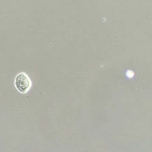 Фазово-контрастное устройство MAGUS SPH360 с набором объективов План ПолуАпохромат Plan S-Apo Ph 4х/10х/20х/40х/60х H60 мм,  16