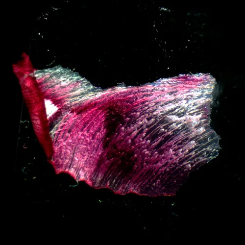 Микроскоп стереоскопический MAGUS Stereo A18T,  3