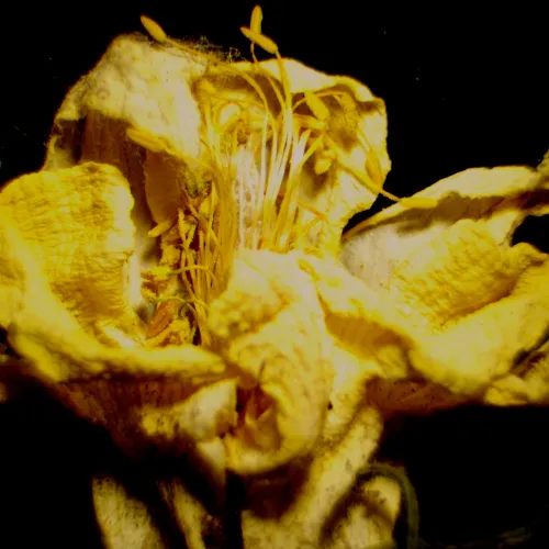 Микроскоп стереоскопический цифровой MAGUS Stereo D9T LCD,  29