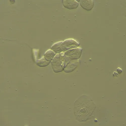 Устройство MAGUS HCM360 для работы методом контраста Хоффмана с набором объективов,  13