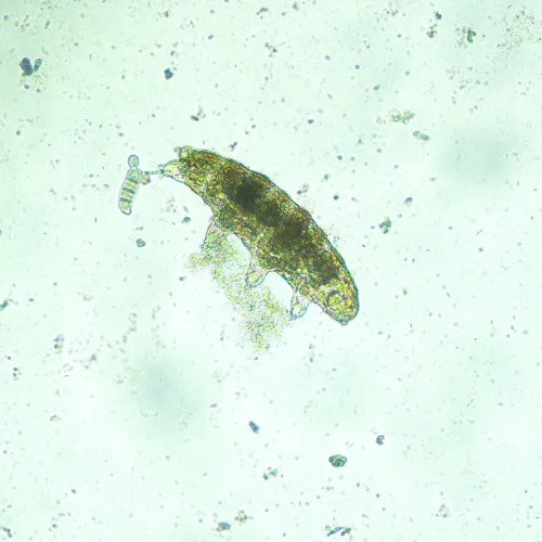 Микроскоп биологический инвертированный MAGUS Bio V300,  13