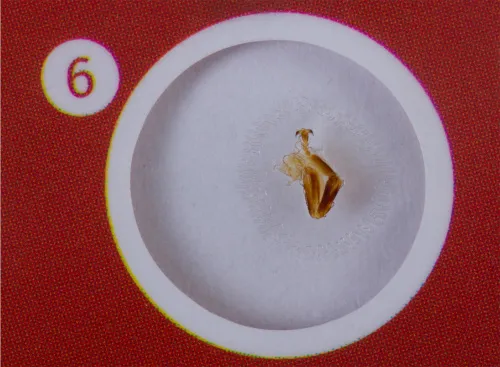 Набор микропрепаратов Levenhuk LabZZ CP24, существа и растения,  8