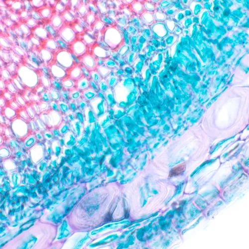 Микроскоп биологический цифровой MAGUS Bio D230T,  24