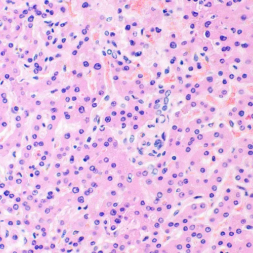 Микроскоп биологический MAGUS Bio 290T,  28