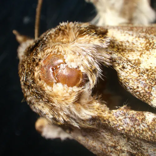 Микроскоп стереоскопический MAGUS Stereo A18T,  6