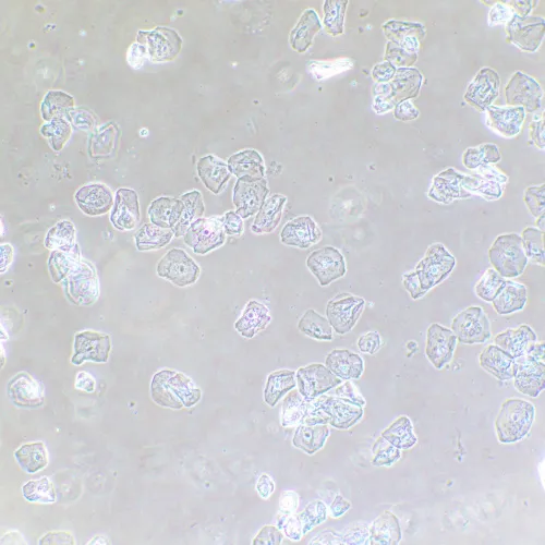 Фазово-контрастное устройство MAGUS SPH2,  13