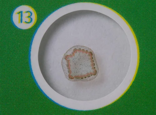 Набор микропрепаратов Levenhuk LabZZ P12, растения,  5