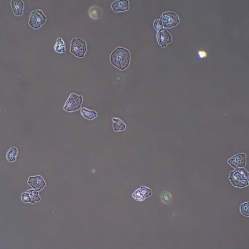 Фазово-контрастное устройство MAGUS PH2,  13